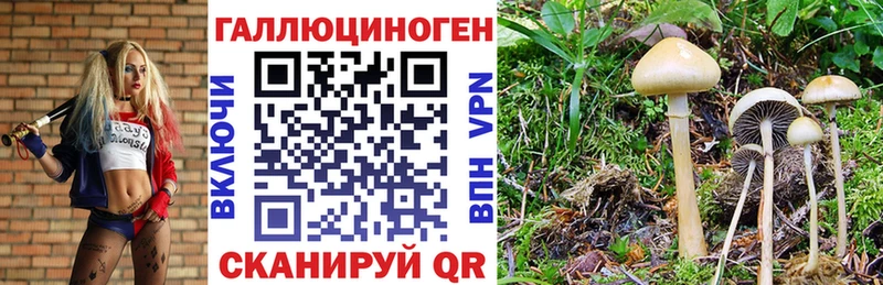 Галлюциногенные грибы GOLDEN TEACHER  купить наркотики цена  Хасавюрт 